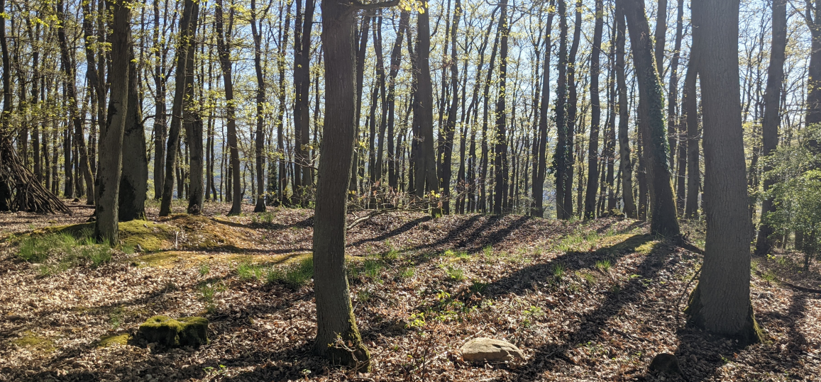 Bombenkrater aus dem zweiten Weltkrieg, zugewachsen im Wald.
